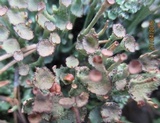 Cladonia pyxidata image
