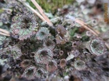 Cladonia pyxidata image