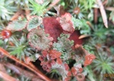Cladonia pyxidata image