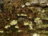 Dendrothele candida image
