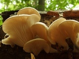 Pleurotus pulmonarius image