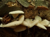 Pleurotus pulmonarius image