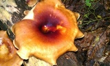Royoporus badius image