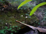 Marasmius quercophilus image