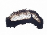 Schismatomma graphidioides image