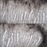 Schismatomma graphidioides image