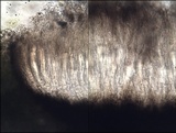 Schismatomma graphidioides image