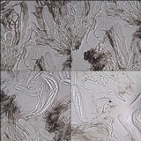 Schismatomma graphidioides image