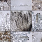 Schismatomma graphidioides image