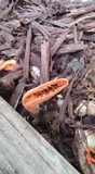 Pseudocolus fusiformis image