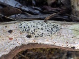 Buellia erubescens image