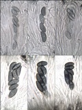 Buellia erubescens image