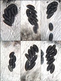 Buellia erubescens image