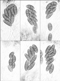 Buellia erubescens image