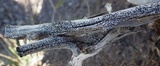 Buellia erubescens image