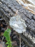 Steccherinum ochraceum image