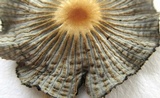 Parasola auricoma image