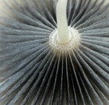 Parasola auricoma image