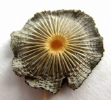 Parasola auricoma image