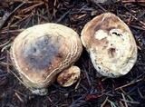 Gastropila fumosa image
