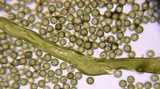 Gastropila fumosa image