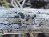 Catillaria praedicta image