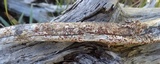 Caloplaca ferruginea image