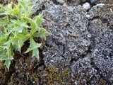 Cladonia pyxidata image