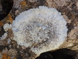 Diploicia canescens image