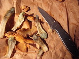 Suillus caerulescens image