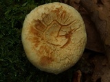 Russula compacta image