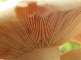 Russula compacta image