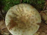 Russula crustosa image