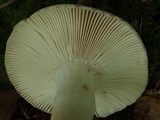 Russula crustosa image