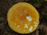 Russula ochroleucoides image