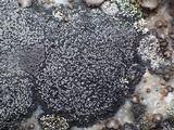 Rhizocarpon jemtlandicum image