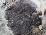Diploschistes caesioplumbeus image