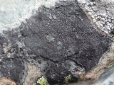 Diploschistes caesioplumbeus image