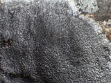 Diploschistes caesioplumbeus image