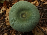 Russula parvovirescens image