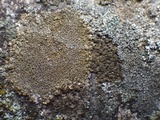 Buellia badia image