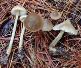 Entoloma holoconiotum image