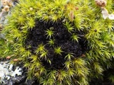 Polychidium muscicola image