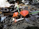 Sarcoscypha occidentalis image