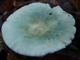 Russula parvovirescens image