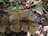 Sarcodon scabrosus image