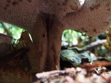 Sarcodon scabrosus image