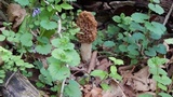 Morchella americana image