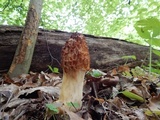 Morchella americana image