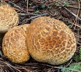 Calbovista subsculpta image